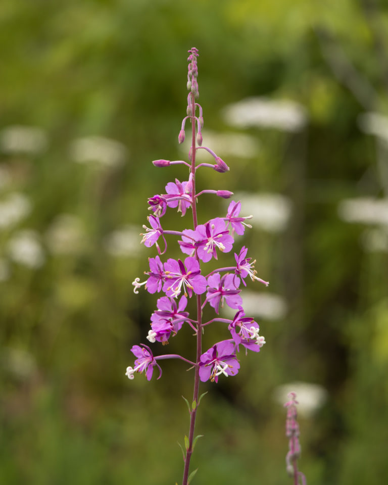 Fireweed — Ontario Native Plant Nursery Container Grown (705)4666290