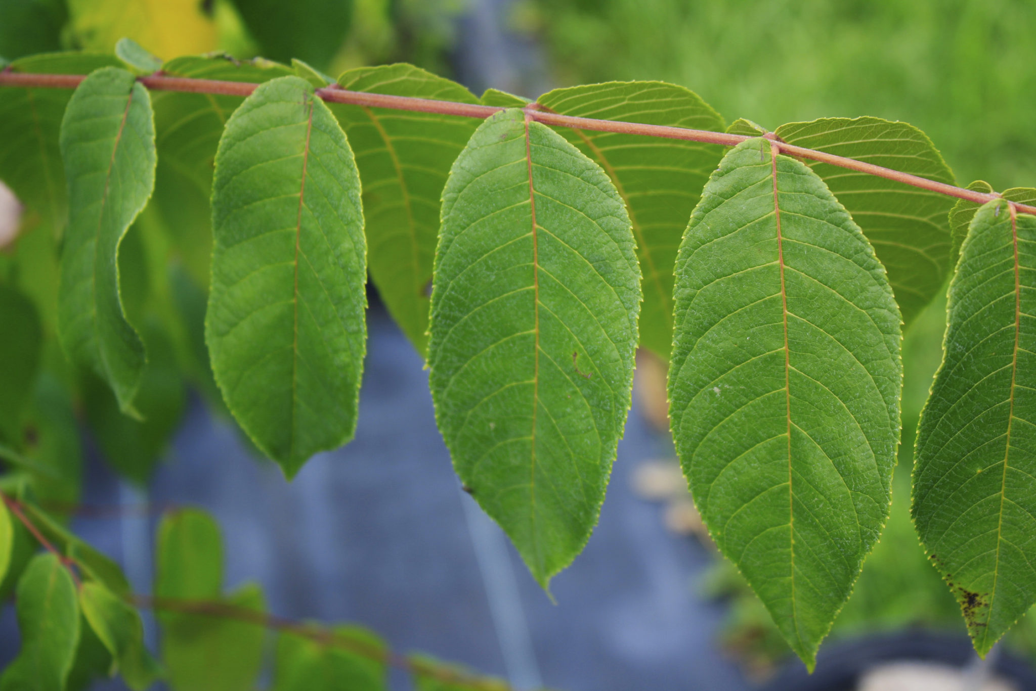 Black Walnut leaf 2 — Ontario Native Plant Nursery Container Grown