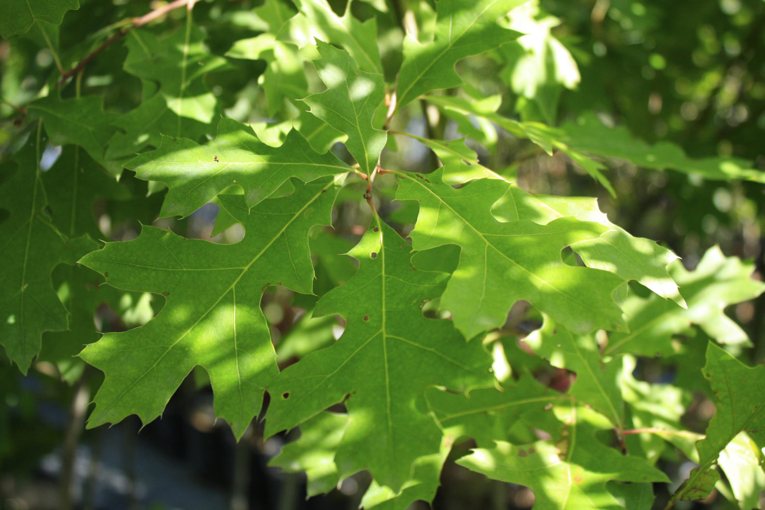 Black oak leaf 2 — Ontario Native Plant Nursery | Container Grown ...