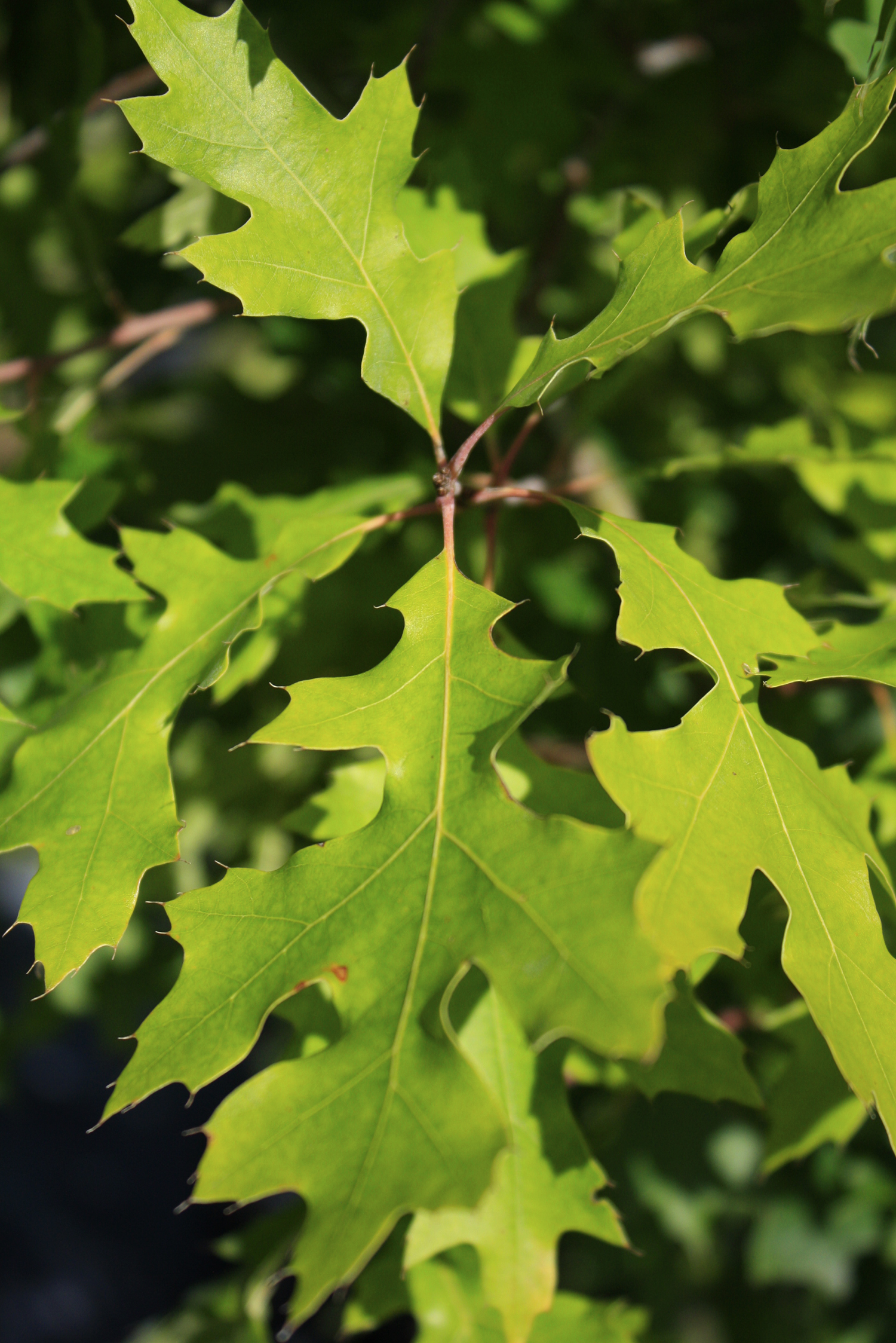 Quercus velutina – Black Oak — Ontario Native Plant ...