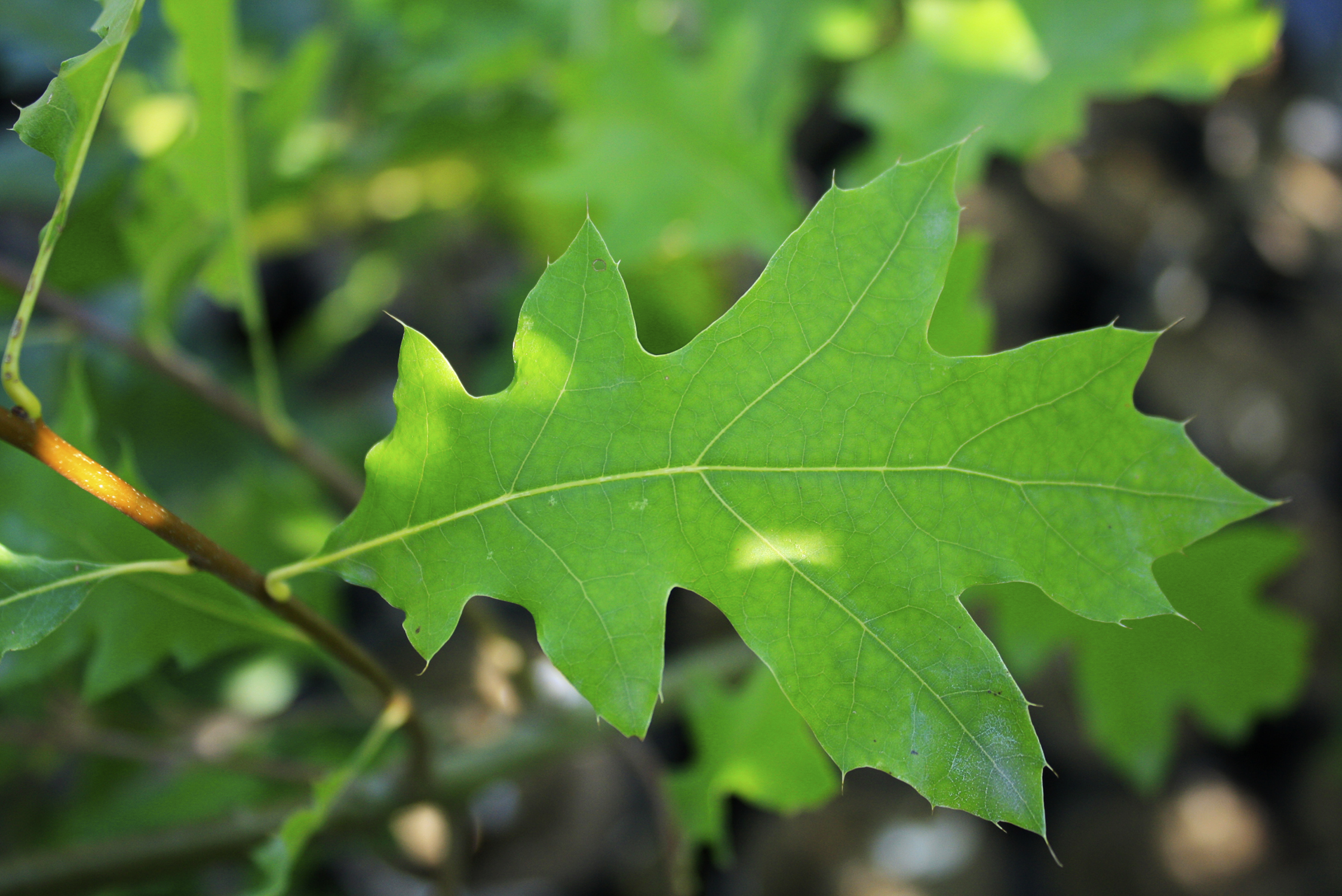 Quercus velutina – Black Oak — Ontario Native Plant ...