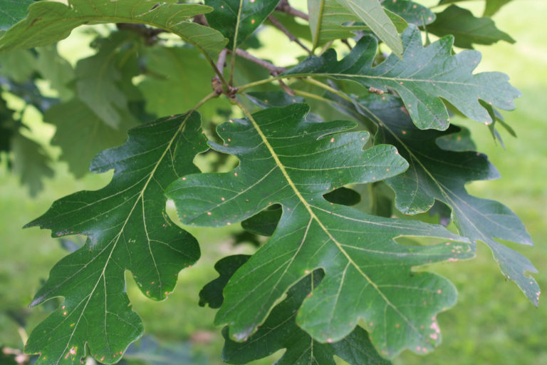 Bur Oak leaf — Ontario Native Plant Nursery | Container Grown | (705 ...