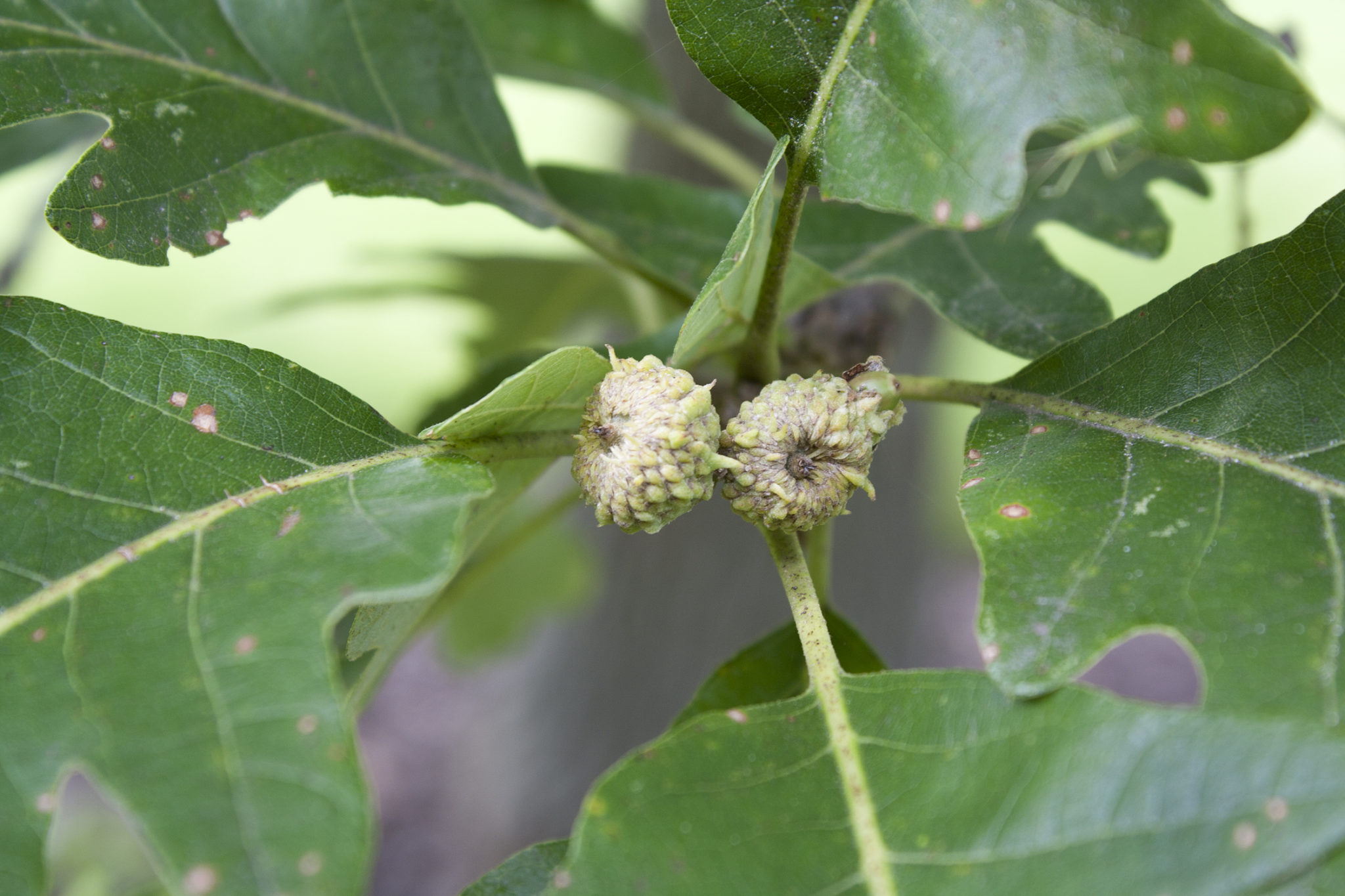 Bur Oak seed — Ontario Native Plant Nursery Container Grown (705