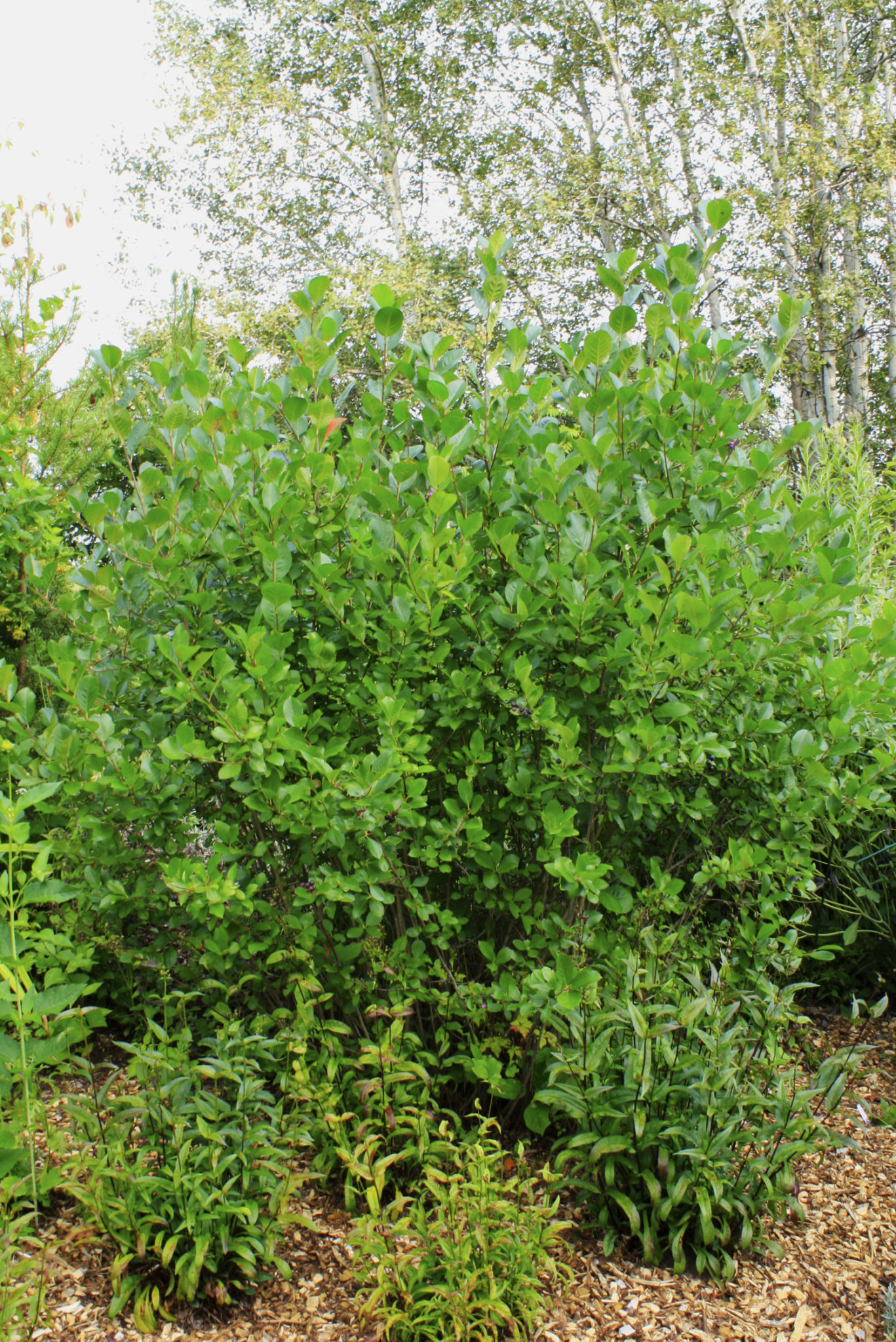 Chokeberry form 1 — Ontario Native Plant Nursery | Container Grown ...