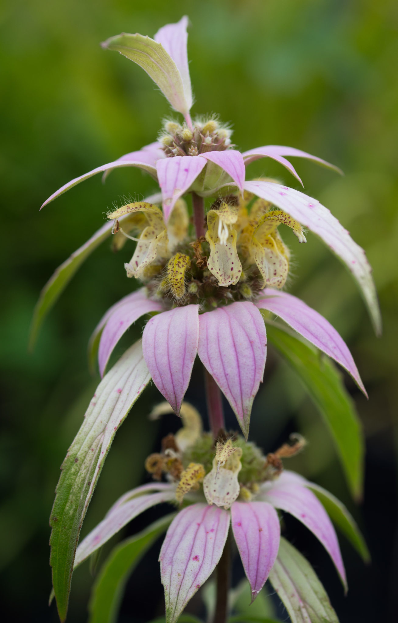 Dotted Mint (1 of 1) — Ontario Native Plant Nursery Container Grown