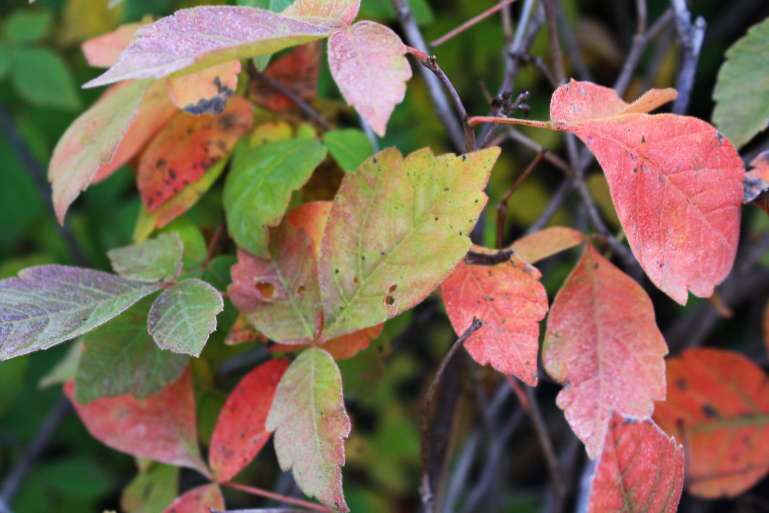 Fragrant Sumac Fall Colour — Ontario Native Plant Nursery Container Grown 705466 6290