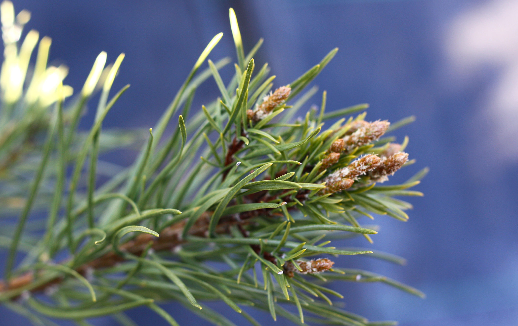 Jack pine 2 — Ontario Native Plant Nursery Container Grown (705)4666290