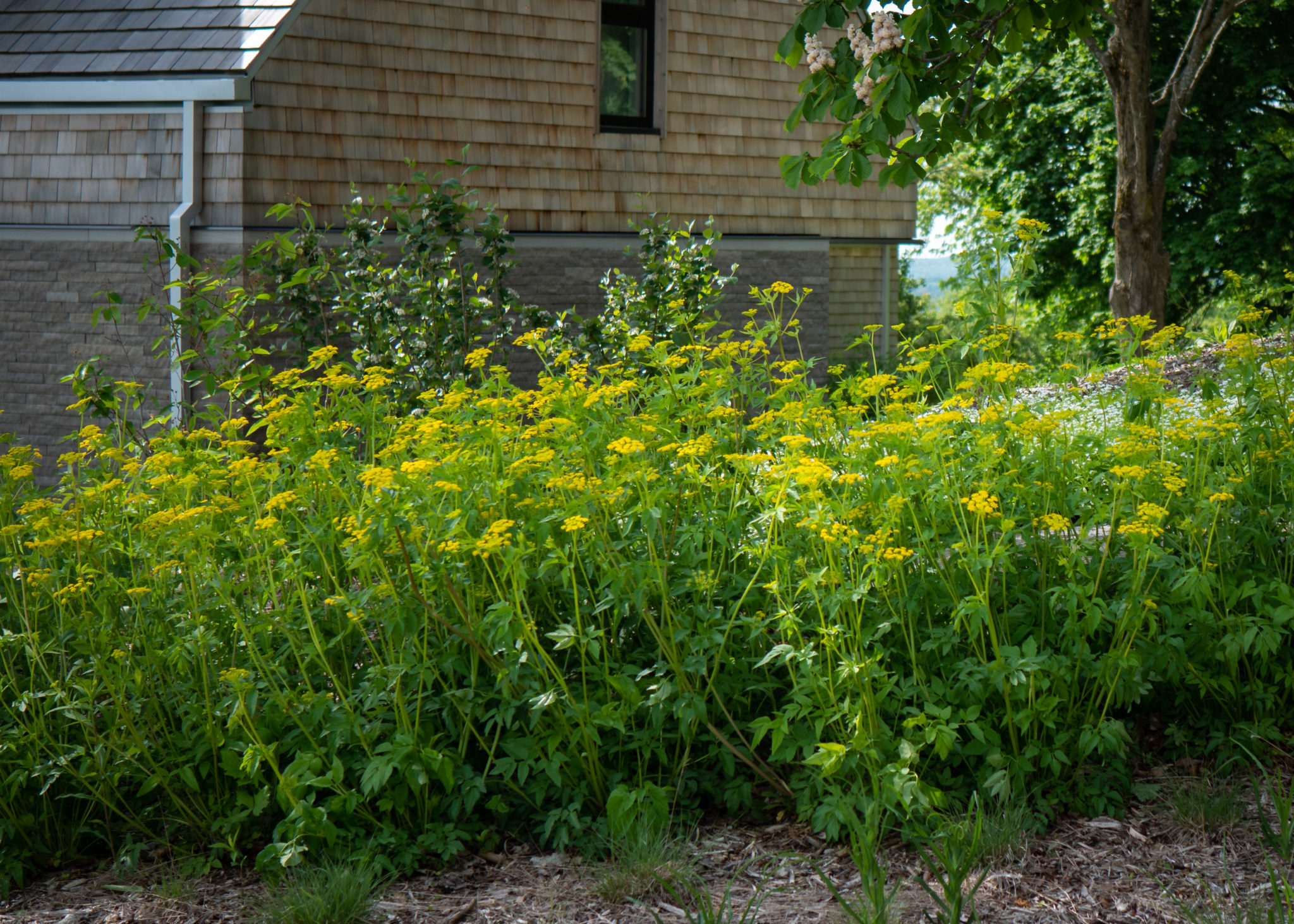P1133468 — Ontario Native Plant Nursery Container Grown (705)4666290