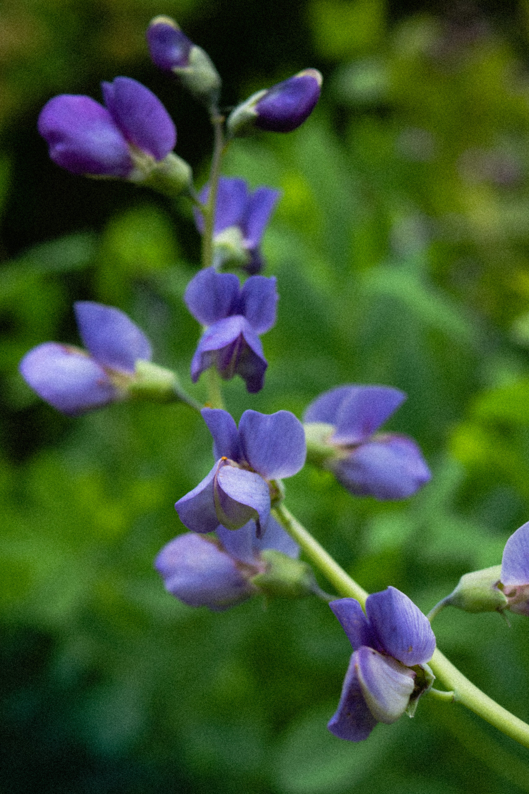 Baptisia australis False Blue Indigo — Ontario Native