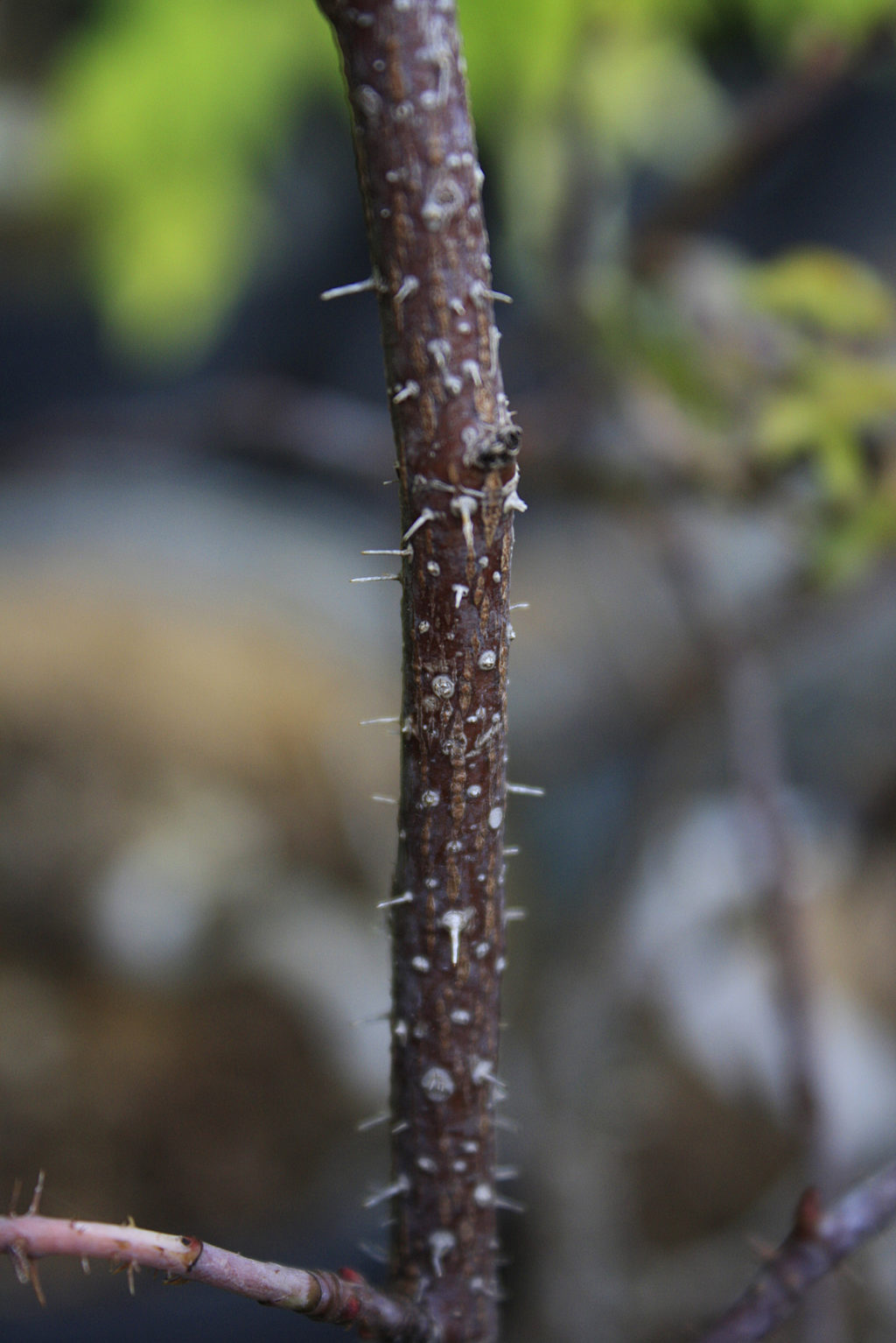 Prairie Rose thorns — Ontario Native Plant Nursery Container Grown