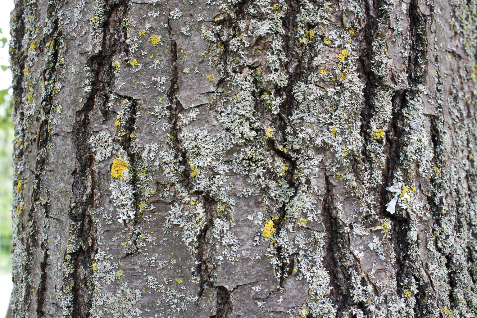 Red Oak Bark Ontario Native Plant Nursery Container Grown 705   Red Oak Bark 1536x1024 