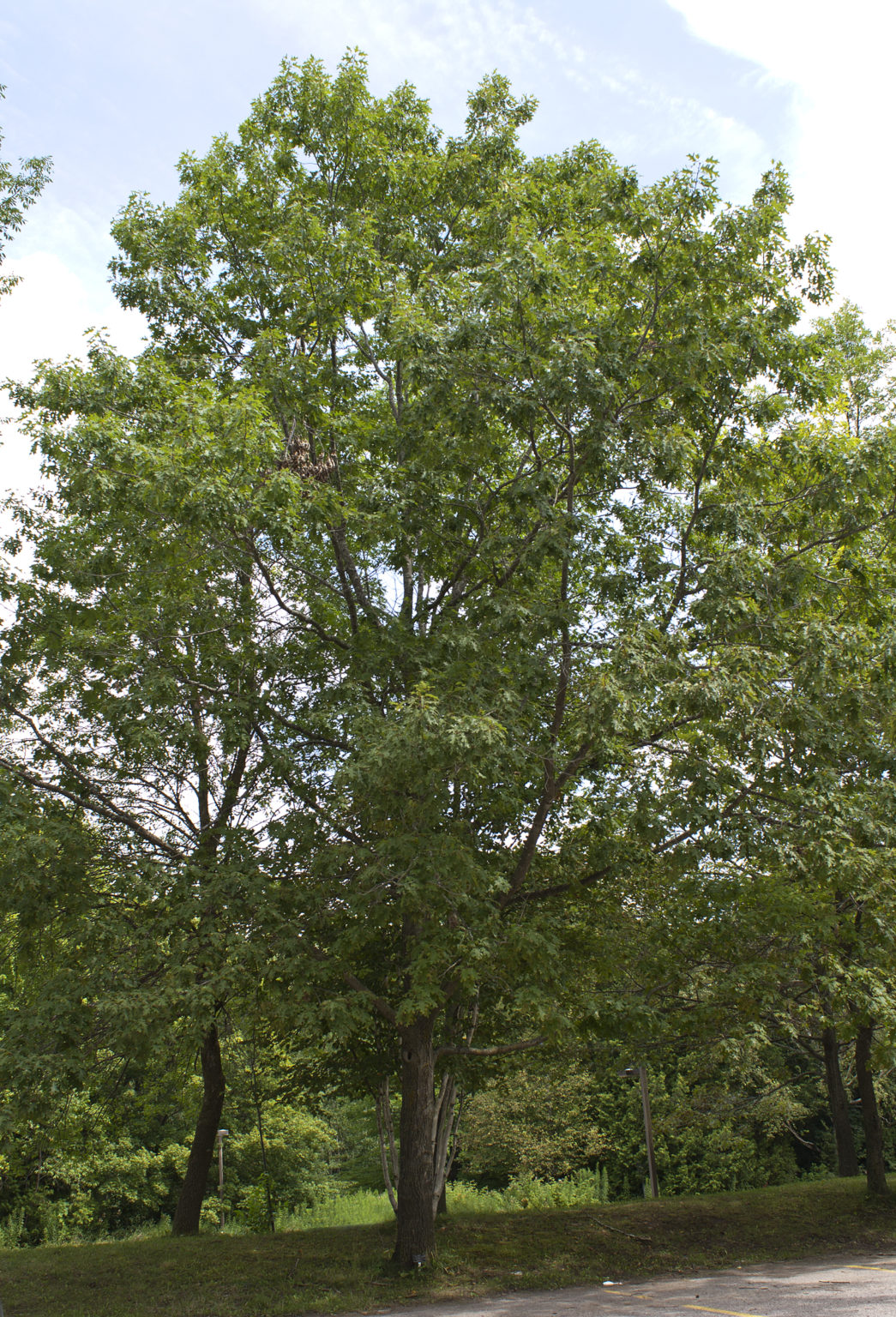 Red Oak form — Ontario Native Plant Nursery | Container Grown | (705 ...