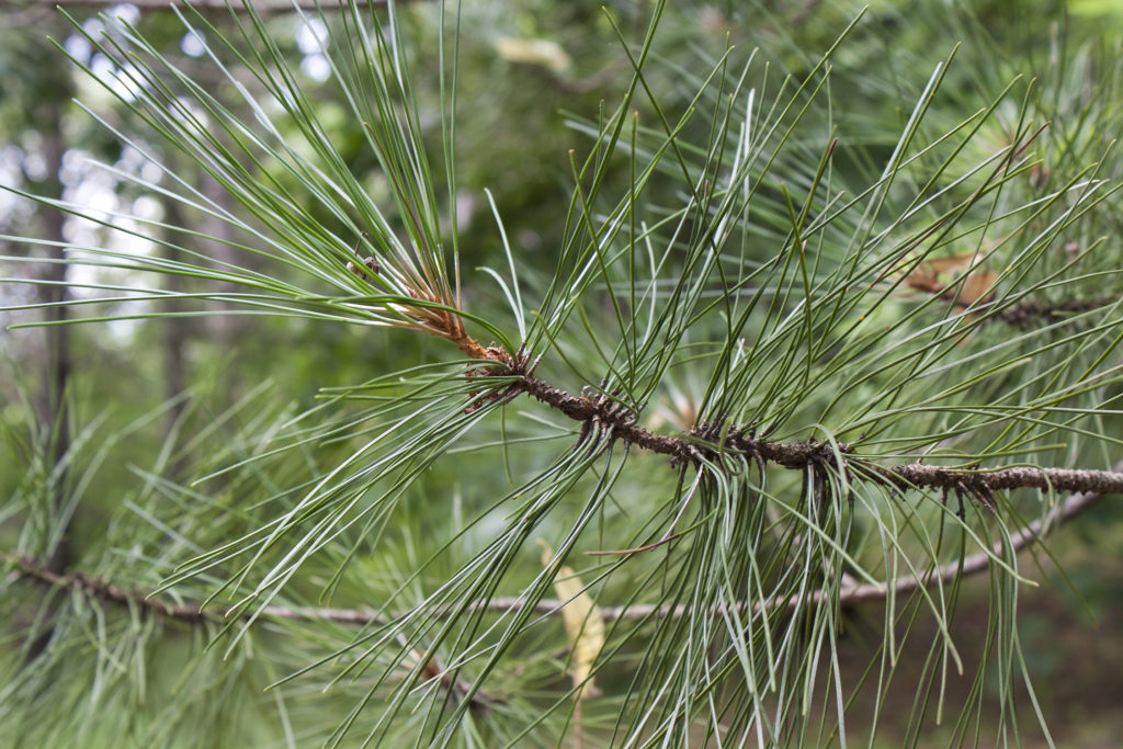 Red Pine needles2 — Ontario Native Plant Nursery Container Grown