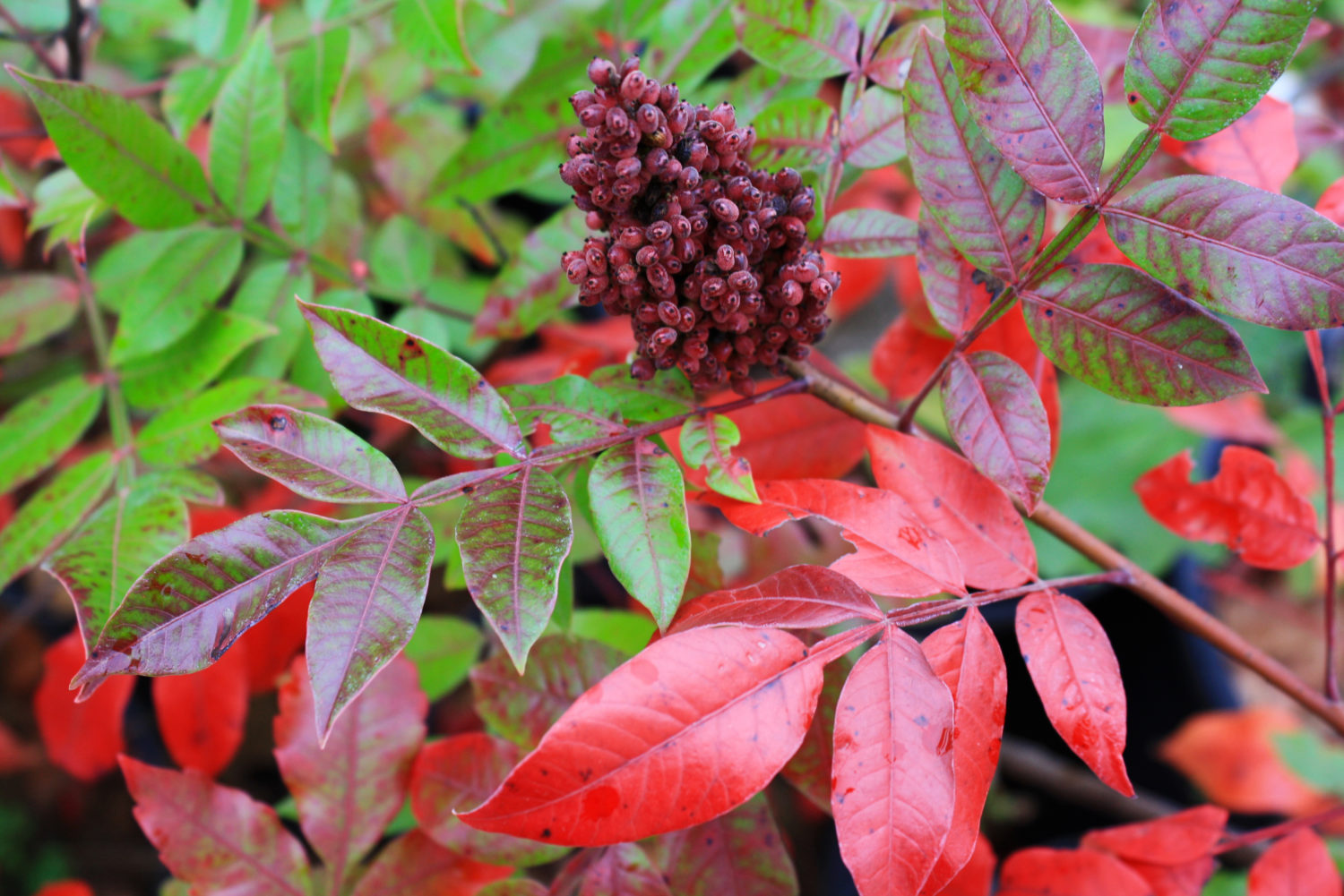 Shining Sumac Berry Fall 1 — Ontario Native Plant Nursery 