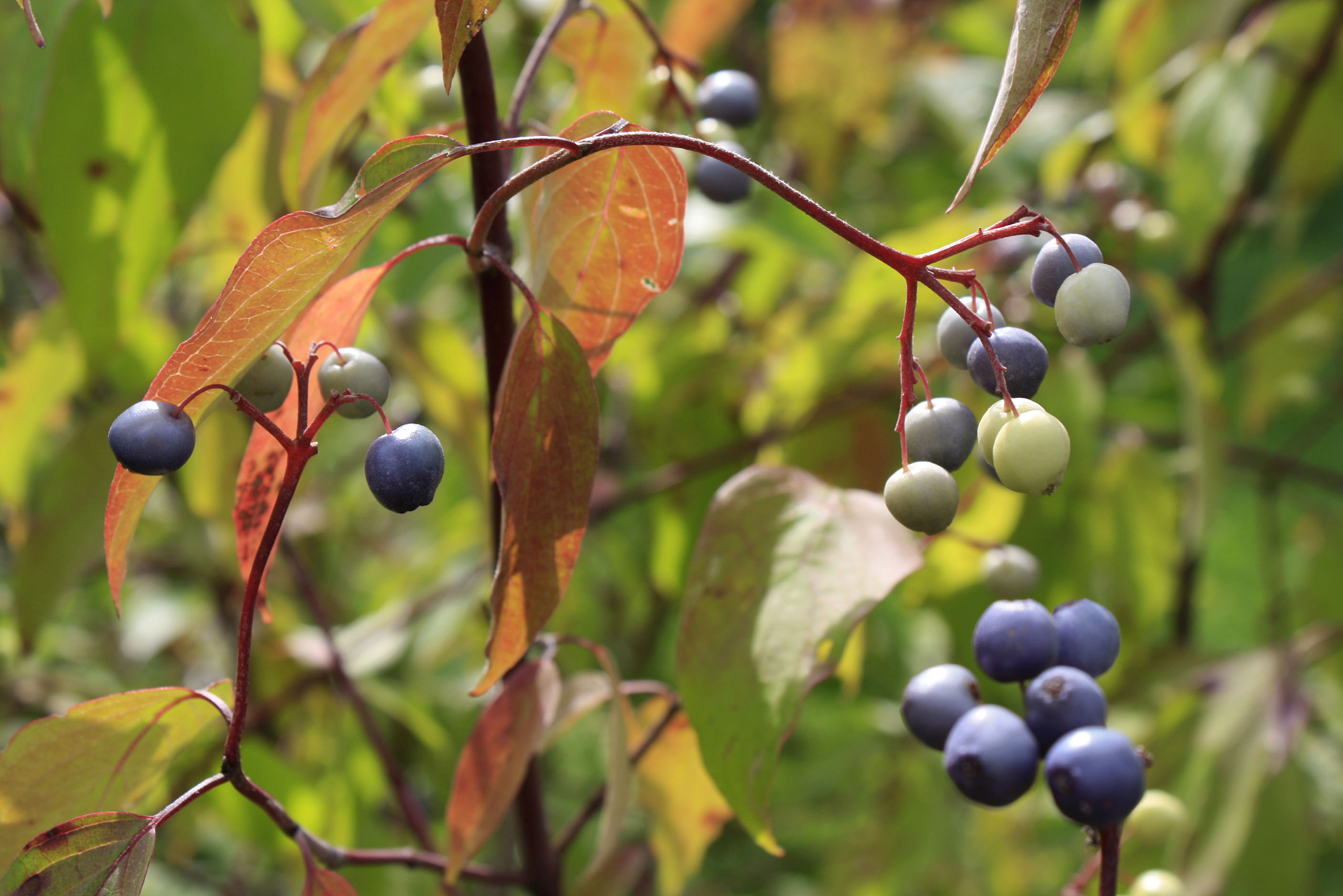 Cornus amomum Silky Dogwood — Ontario Native Plant