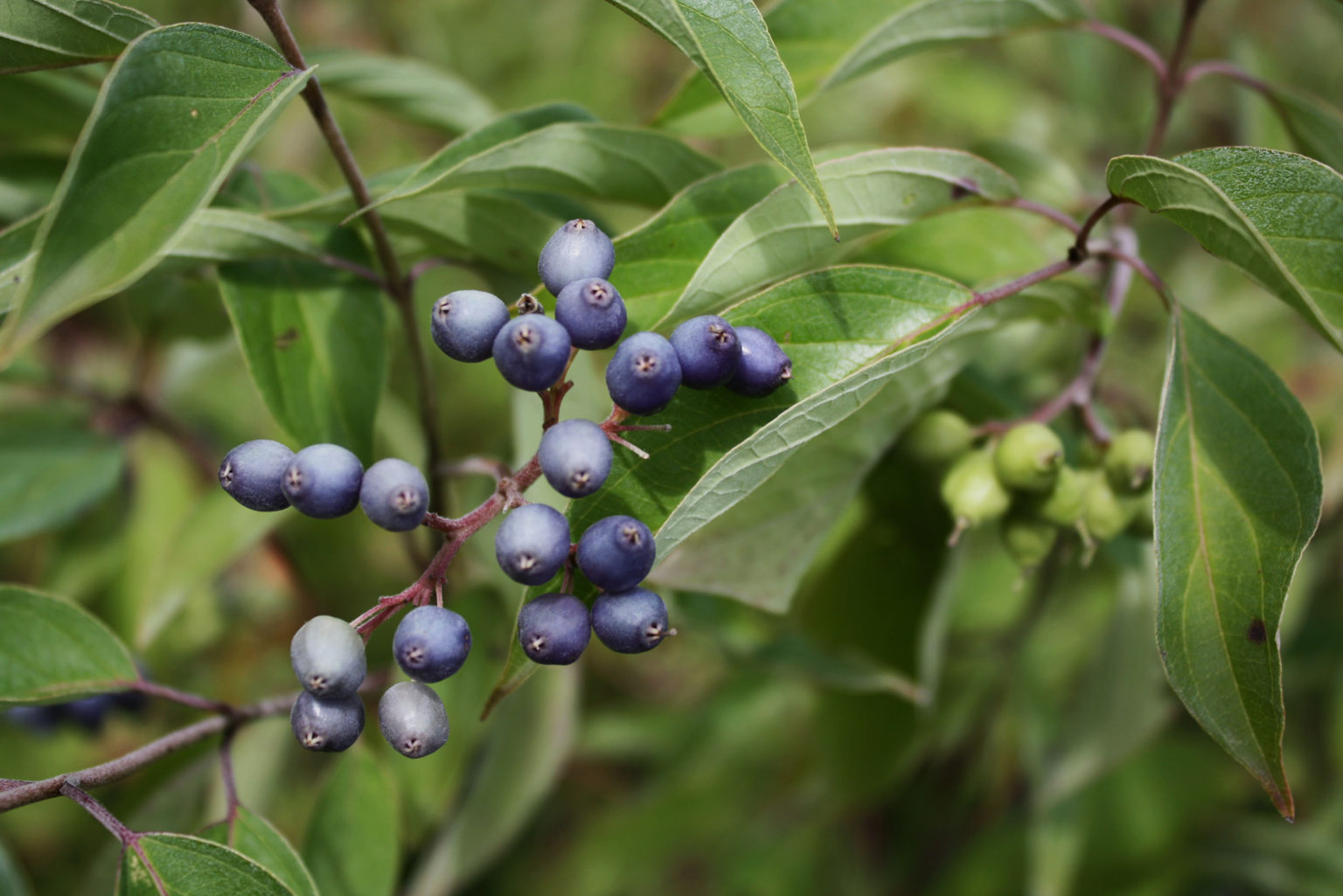 Silky Dogwood berry 4 — Ontario Native Plant Nursery | Container Grown ...