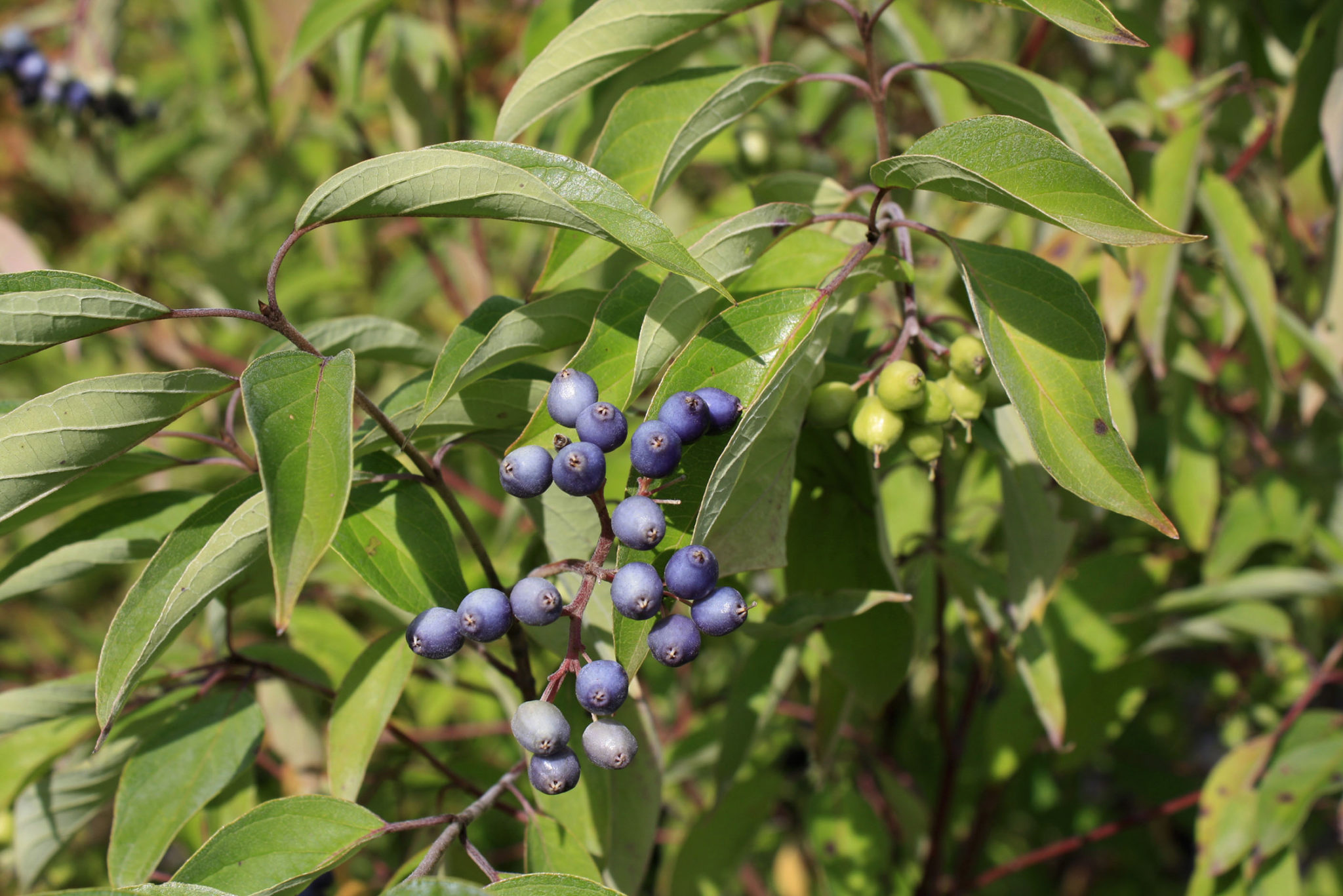 Silky Dogwood berry 5 — Ontario Native Plant Nursery | Container Grown ...