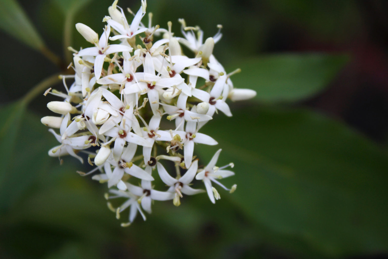 silky-dogwood-flw-1-ontario-native-plant-nursery-container-grown