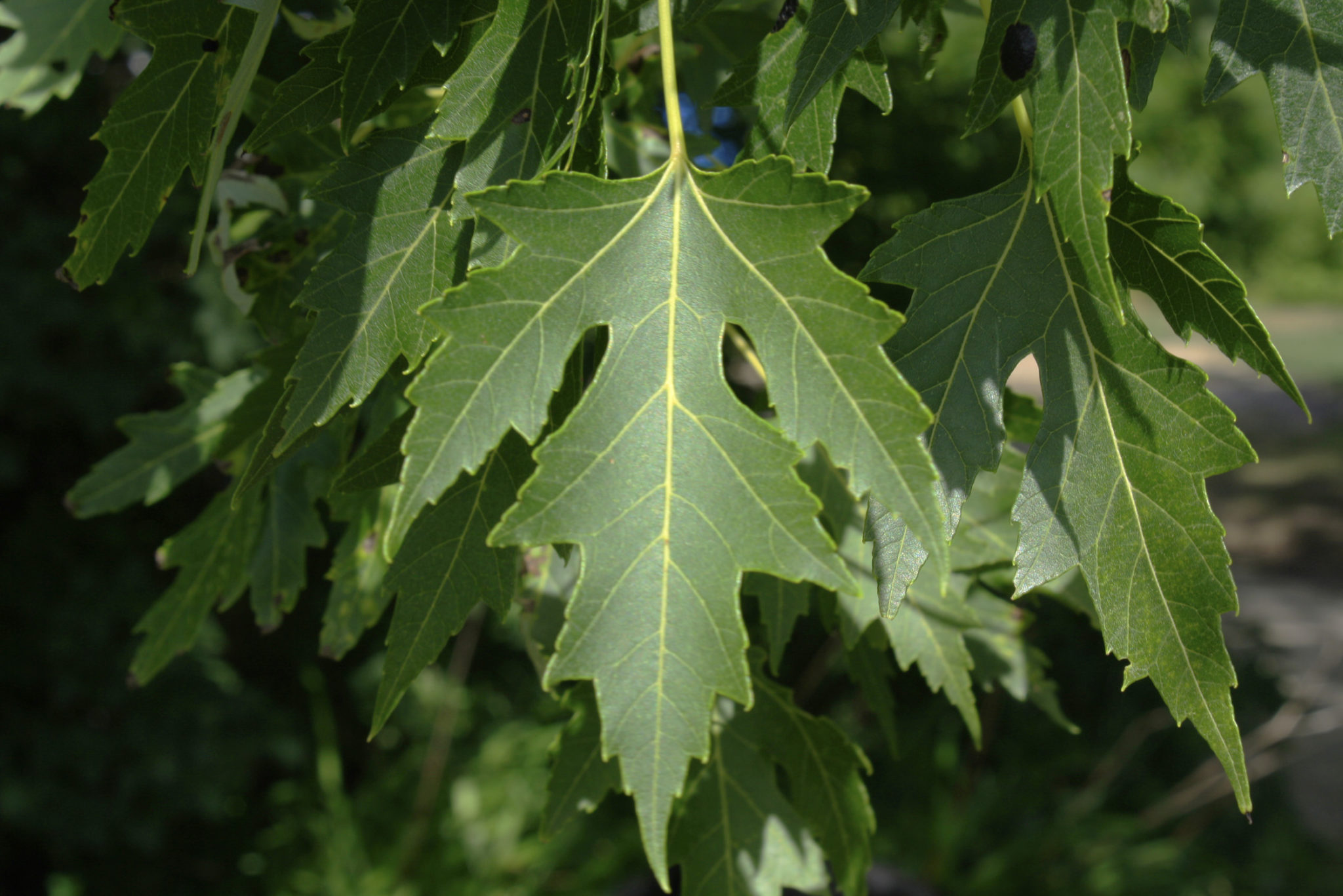 Silver Maple leaf — Ontario Native Plant Nursery Container Grown