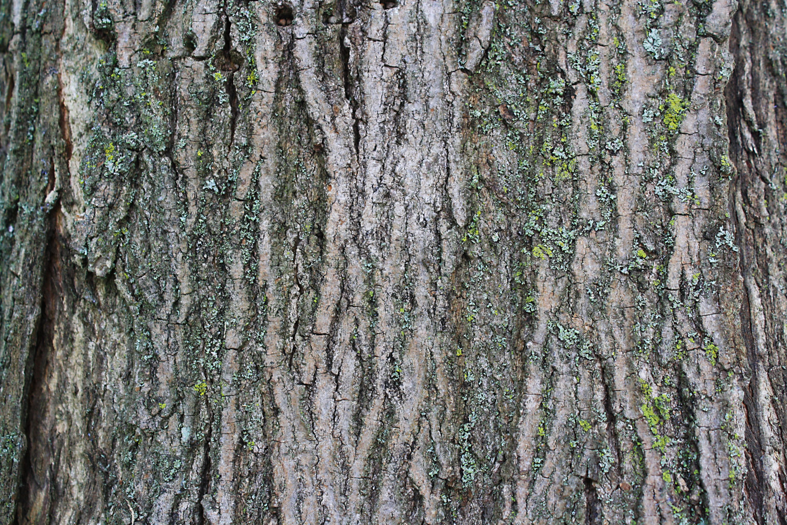 Sugar Maple Bark Ontario Native Plant Nursery Container Grown sugar-maple-bark-ontario-native-plant-nursery-container-grown