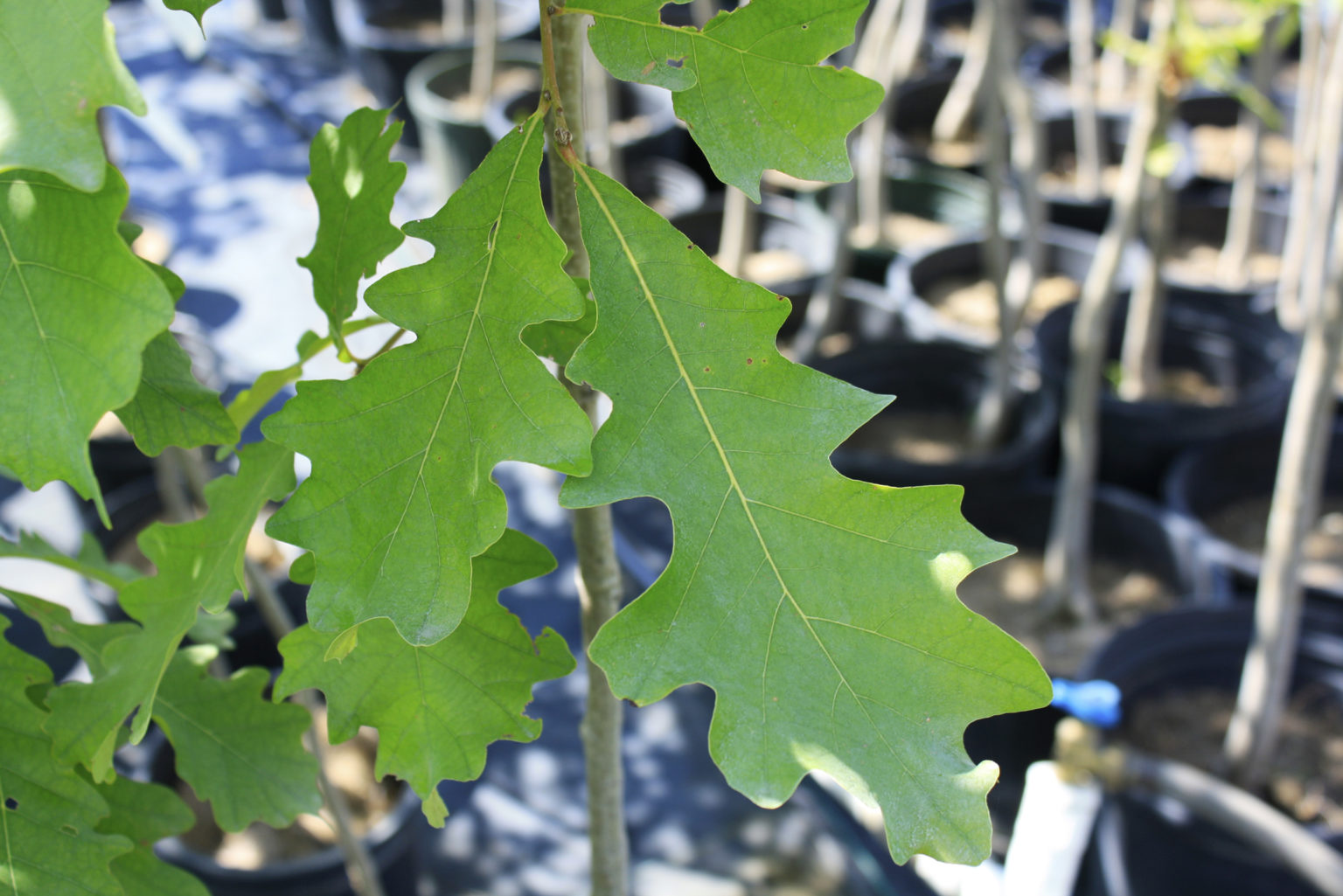 White Oak Leaf 1 Ontario Native Plant Nursery Container Grown   White Oak Leaf 1 1536x1025 