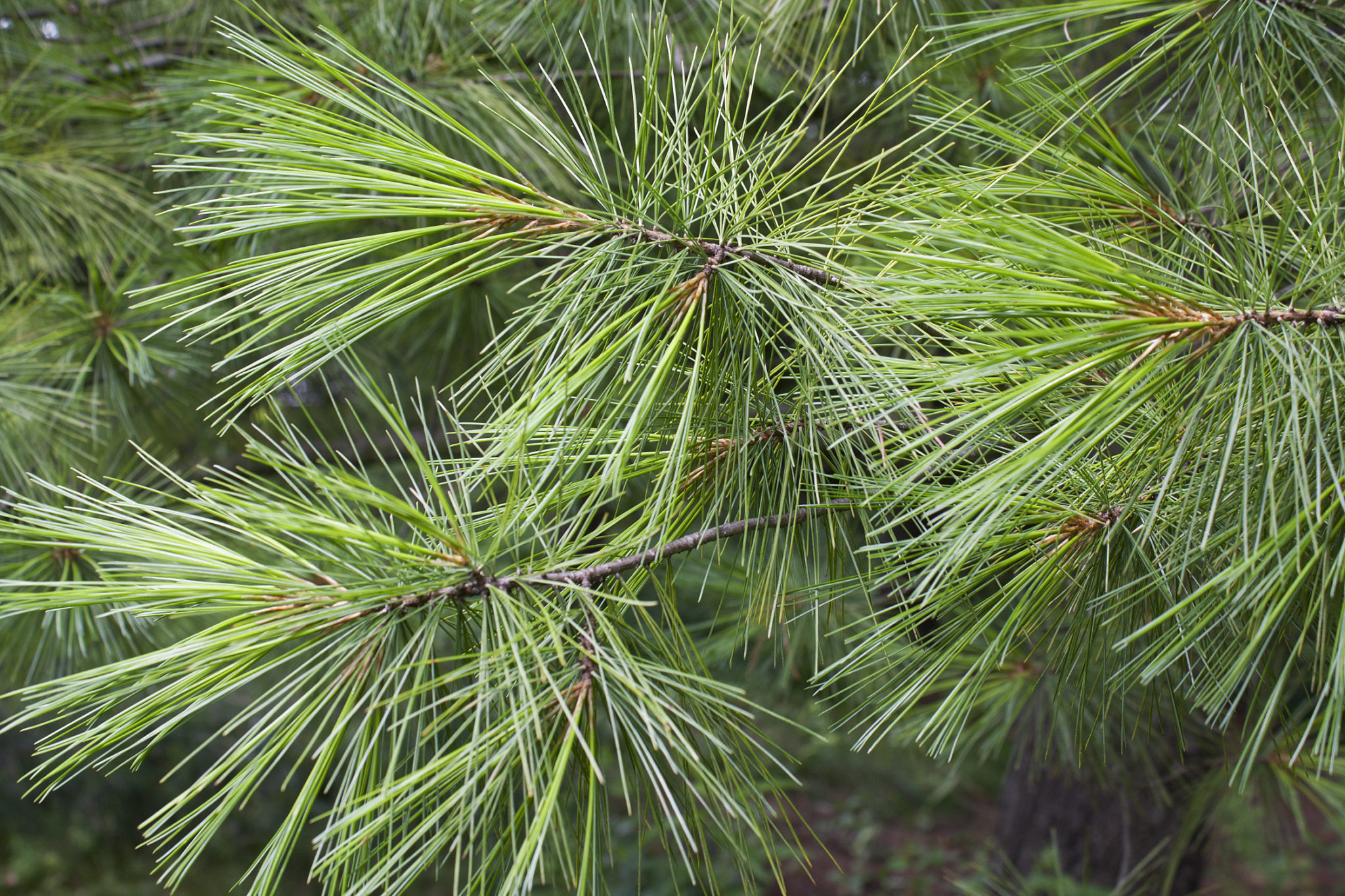 White Pine needles — Ontario Native Plant Nursery Container Grown