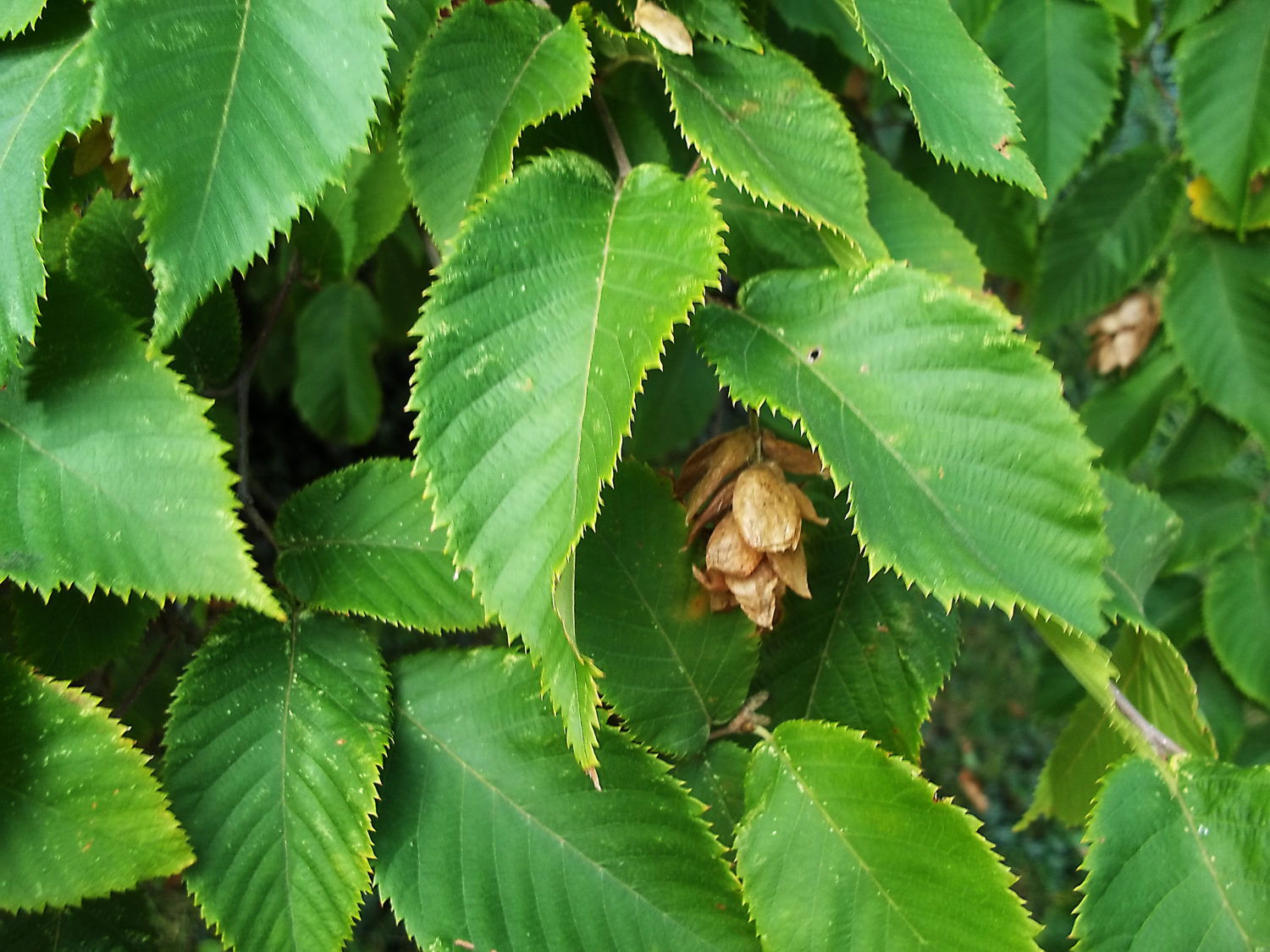 ironwood-leaf-and-seed-ontario-native-plant-nursery-container-grown