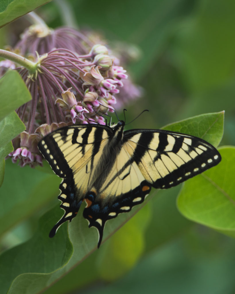 Common Milkweed