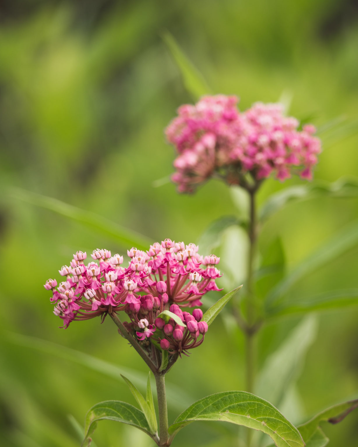 Asclepias incarnata swamp milkweed — Ontario Native Plant Nursery ...