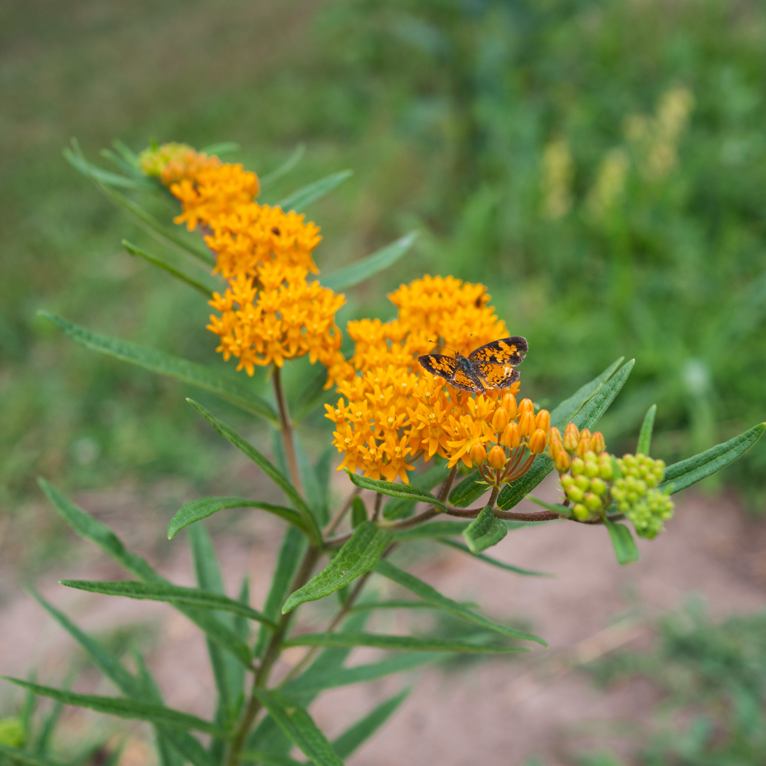 Native Perennial Gallery — Ontario Native Plant Nursery Container Grown 705466 6290 4069