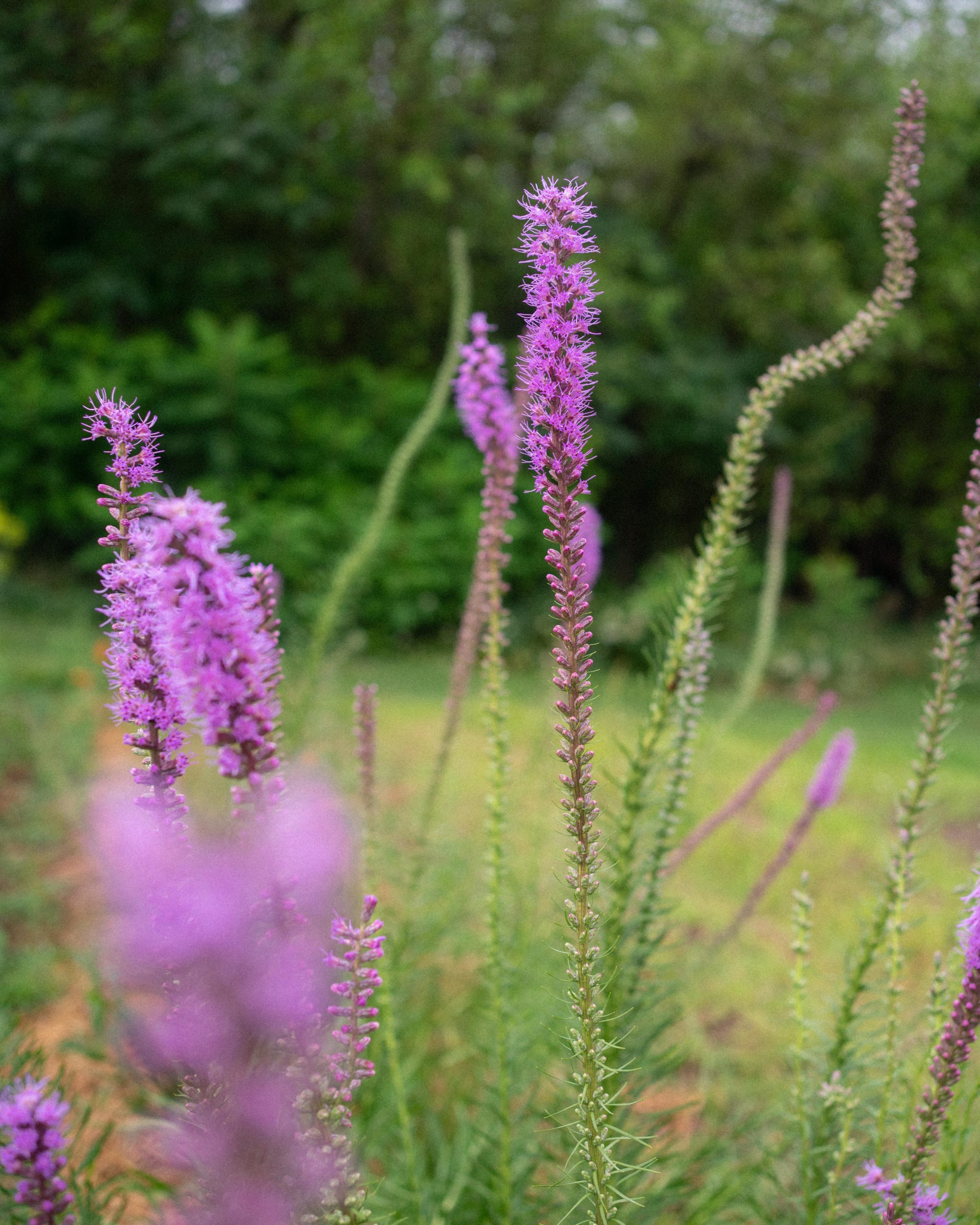 Native Perennial Gallery — Ontario Native Plant Nursery Container Grown 705466 6290 1803