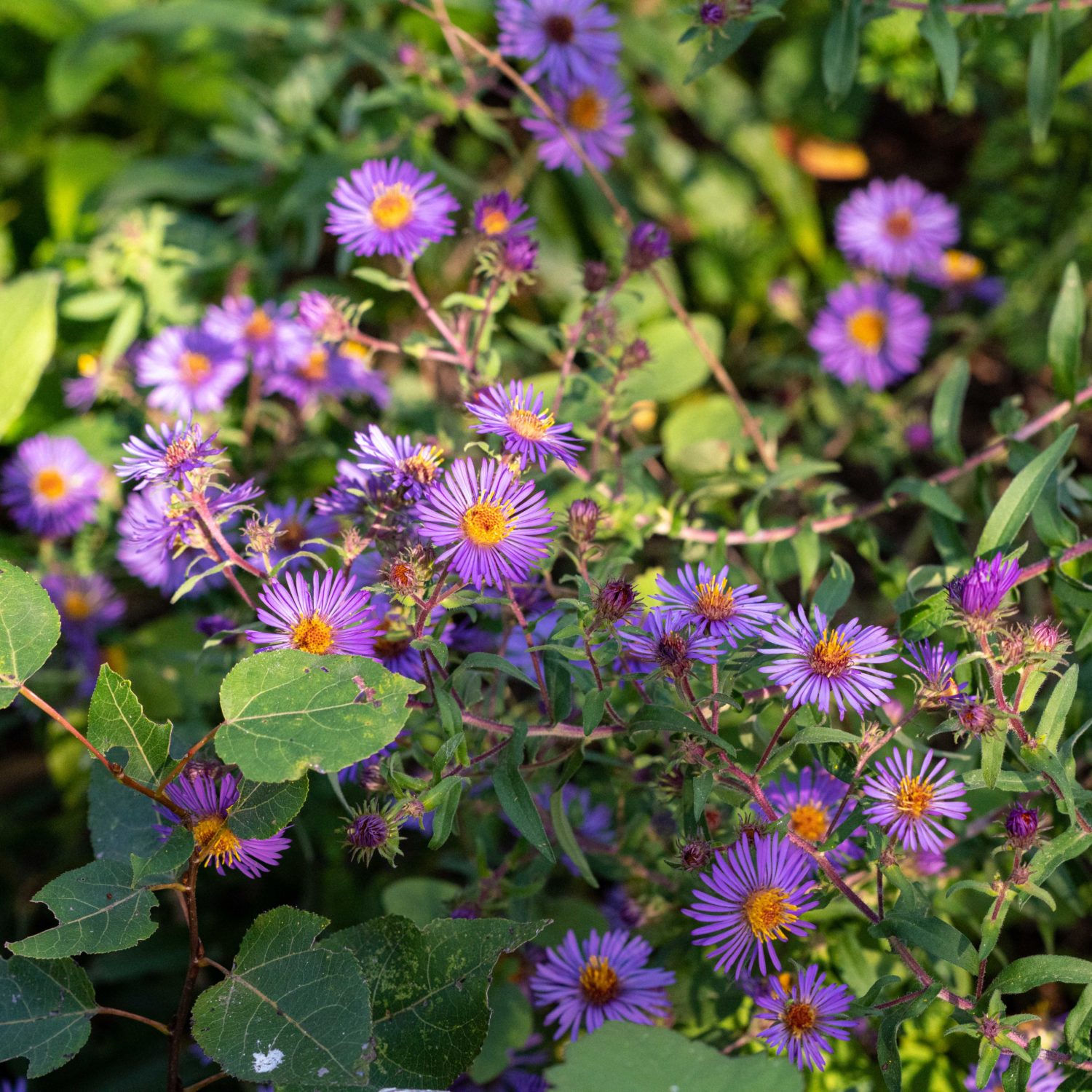 Aster Fall Blooming Native Perennials — Ontario Native Plant Nursery