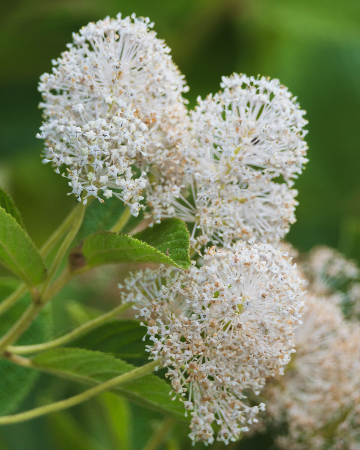 Native plants for a butterfly garden — Ontario Native Plant Nursery ...