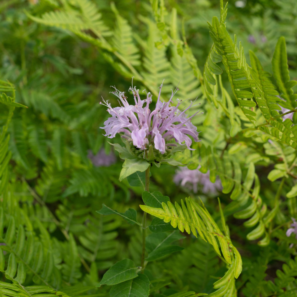 Monarda fistulosa, Wild Bergamot