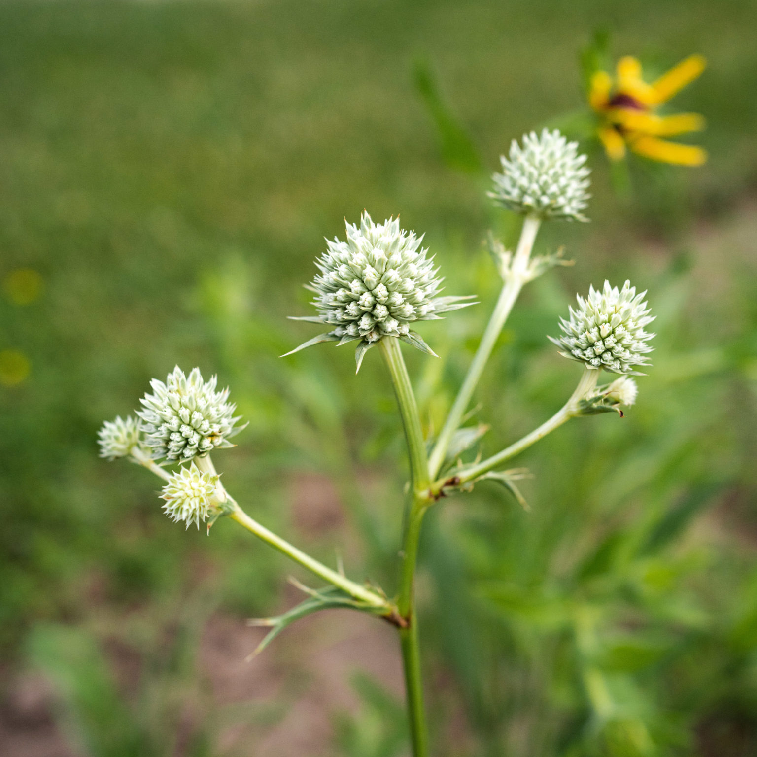 Five Native Perennials For Dry Soil — Ontario Native Plant Nursery