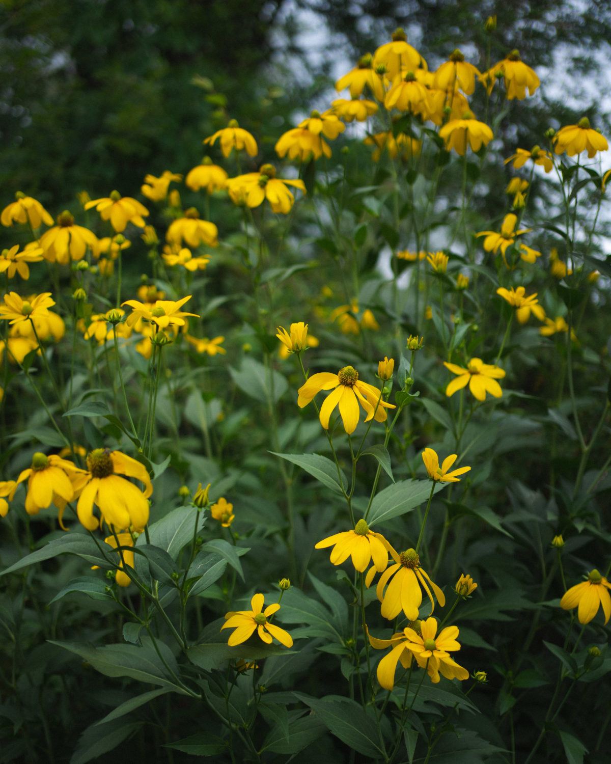 Ontario Native Plant Nursery | Container Grown | (705)466-6290 — Saving