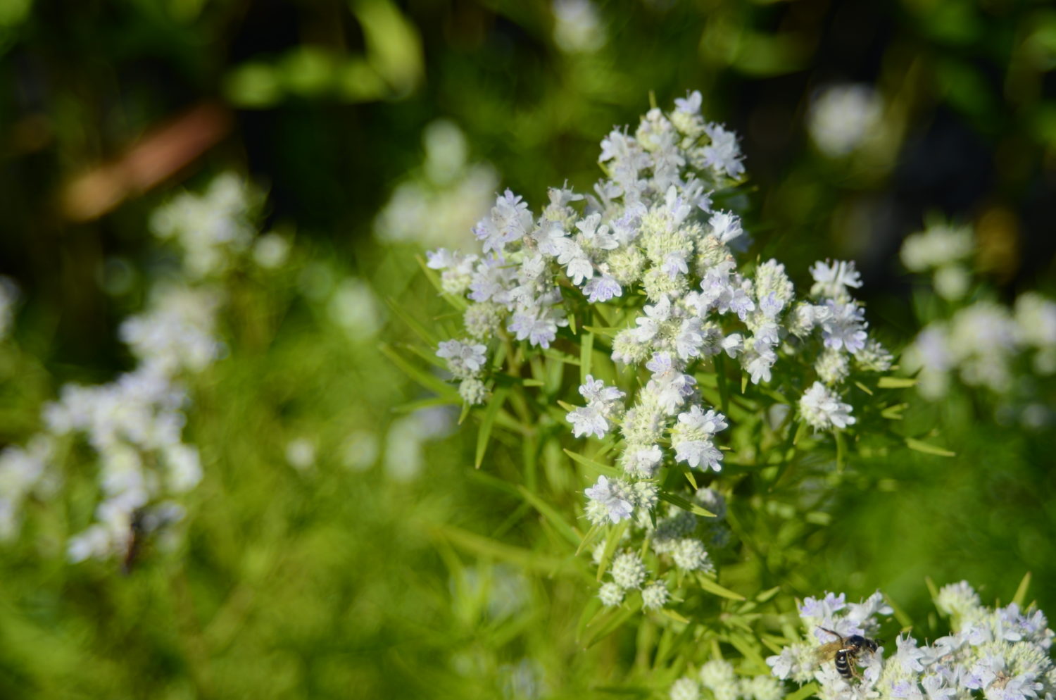 Mountain mint. Pycnanthemum virginianum. Пикнантемум извилистый (Горная мята). Пикнантемум извилистый. Pycnanthemum Tea.