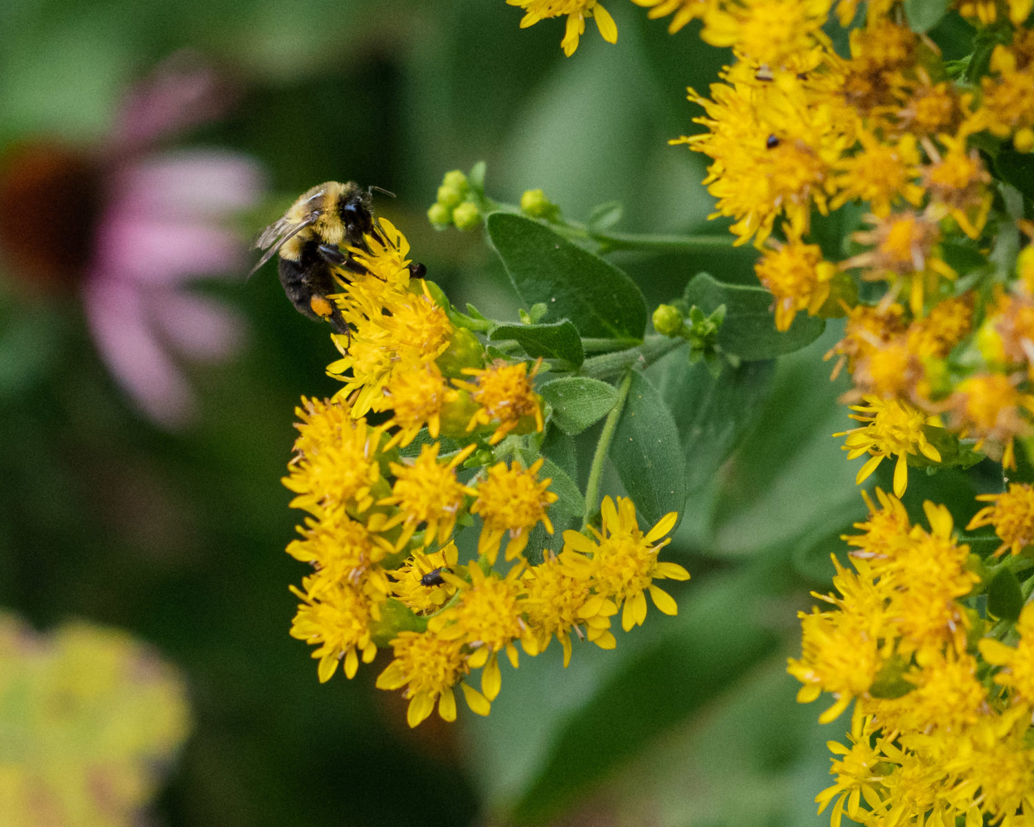 Five native perennials that thrive in medium or average soil conditions