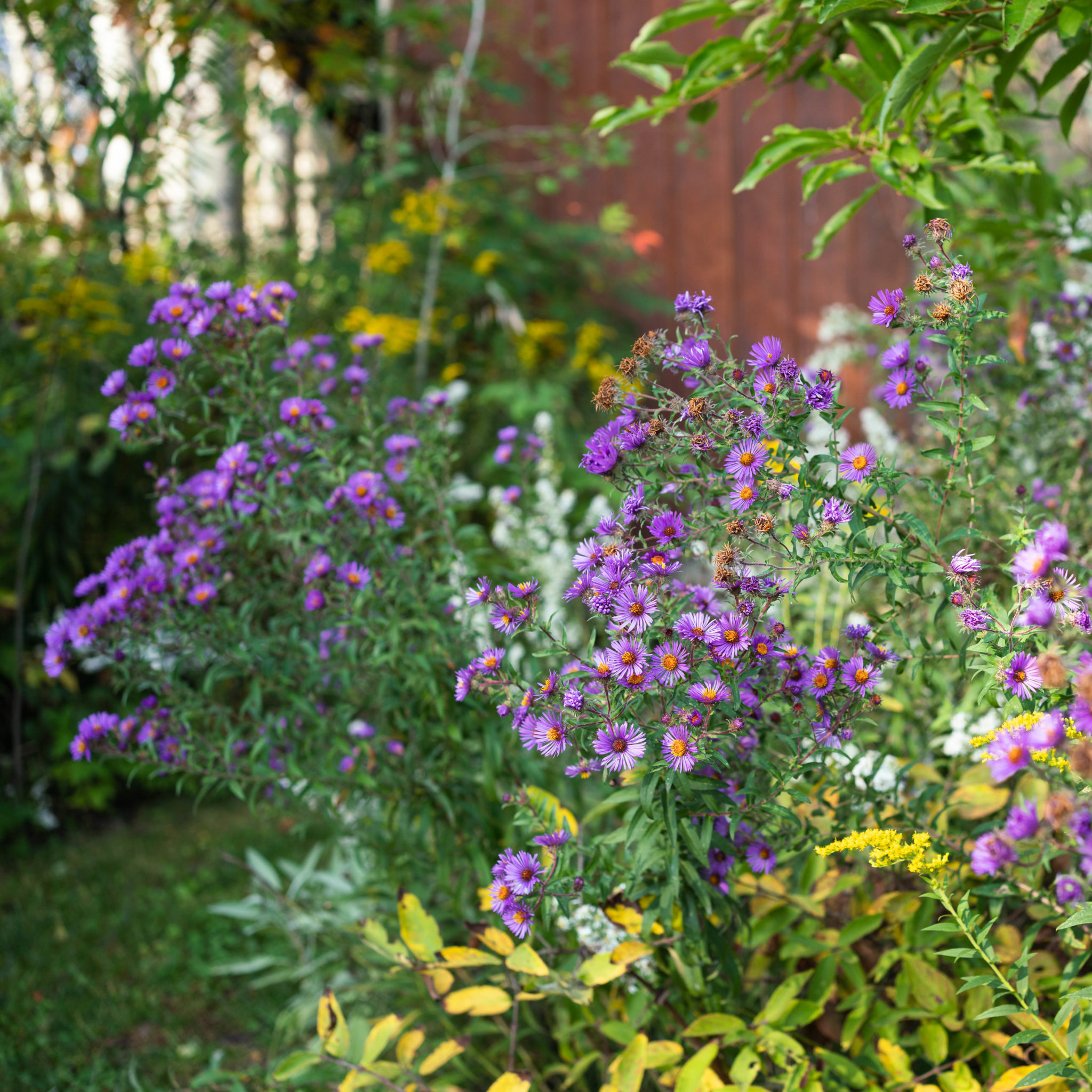 Five native perennials that thrive in medium or average soil conditions