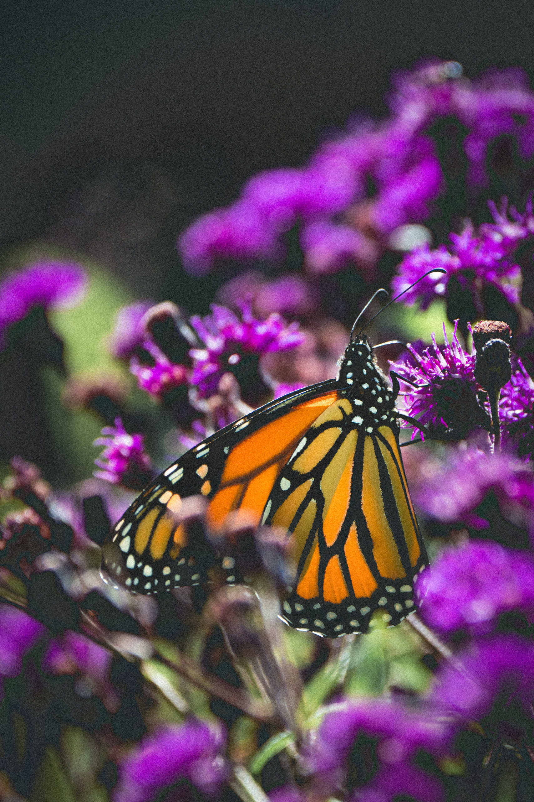 Native plants for a butterfly garden — Ontario Native Plant Nursery ...