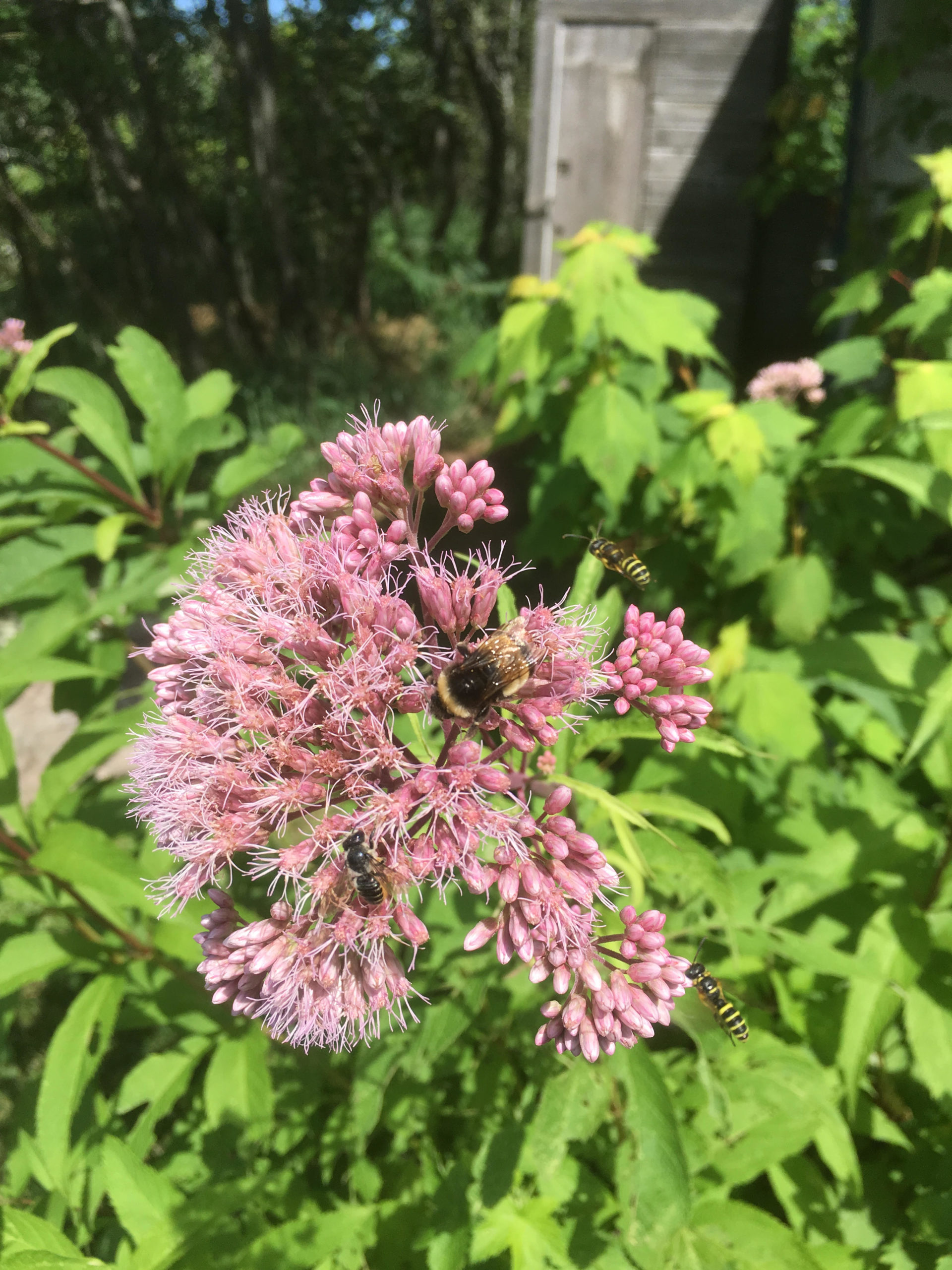 Native plants for a butterfly garden — Ontario Native Plant Nursery