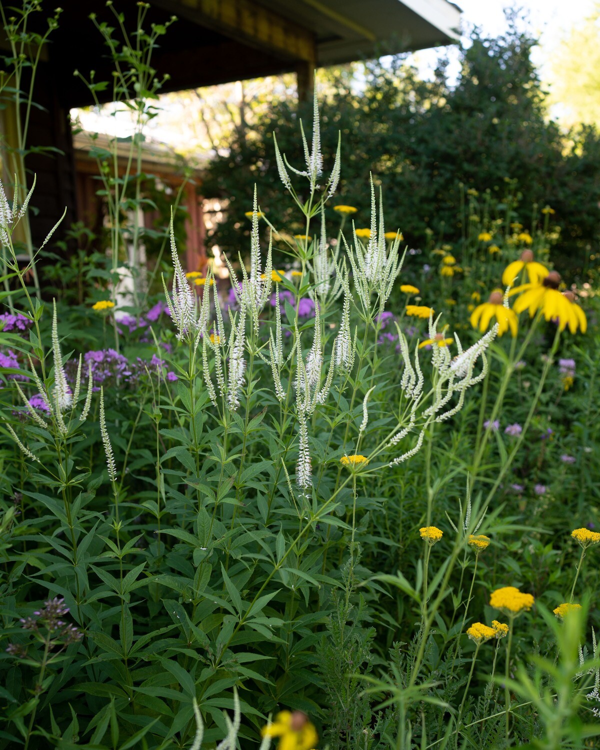 Five Tall Native Perennials — Ontario Native Plant Nursery Container Grown (705)4666290