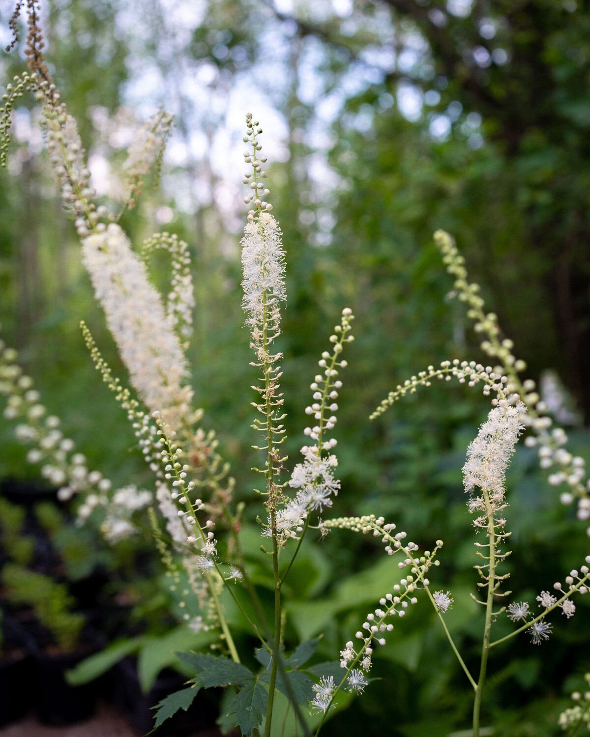 Five Tall Native Perennials — Ontario Native Plant Nursery Container